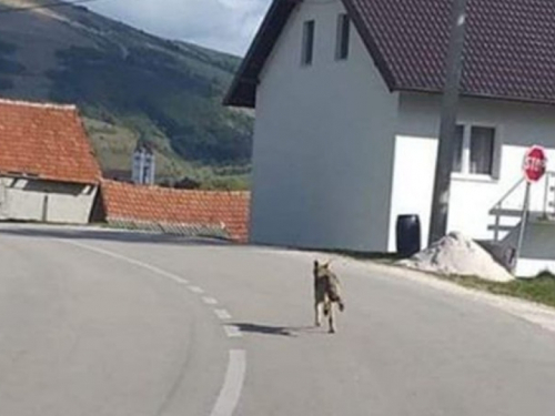 Medvjedi i vukovi se sve više pojavljuju u blizini obiteljskih kuća