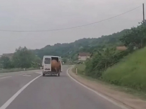 Tijekom vožnje krava mu ispala iz kombija