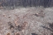 Medvjed na Paljikama uništio 14 košnica