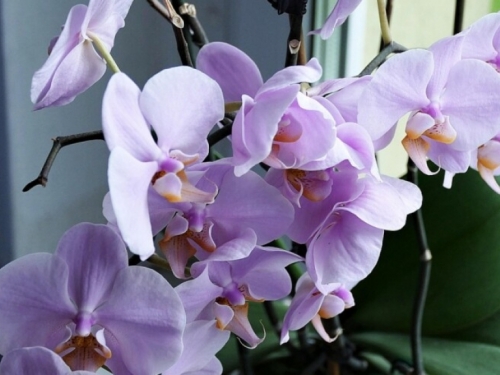 Čime treba zalijevati orhideje kako bi cvjetale