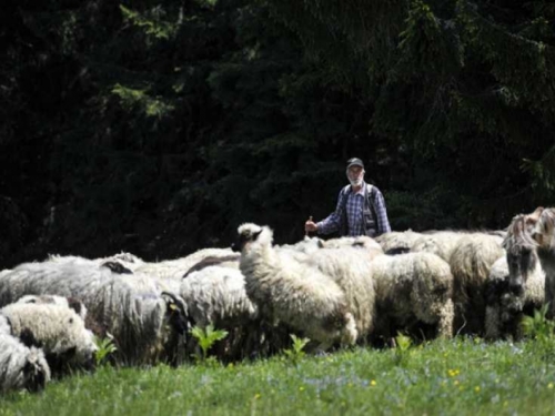 Pastiri jesu traženi, ali plaća od 1.200 KM je mit