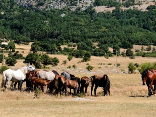 Nedaleko od Livna obitava više od 600 divljih konja