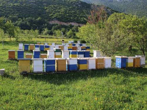 FOTO/VIDEO: Slatka zarada - 700 kila meda Željko proda bez problema