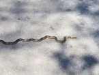 Toplo vrijeme izmamilo zmiju na put