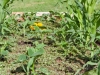 10 važnih smjernica za uzgoj kukuruza šećerca u vrtu
