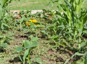 10 važnih smjernica za uzgoj kukuruza šećerca u vrtu