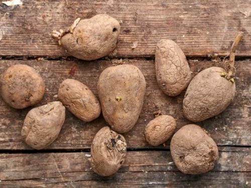 I krumpir može biti otrovan: Evo kako ga prepoznati