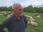 Plaća za čobana u Hercegovini najmanje 2.500 KM, ali postoji jedan veliki problem