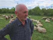 Plaća za čobana u Hercegovini najmanje 2.500 KM, ali postoji jedan veliki problem