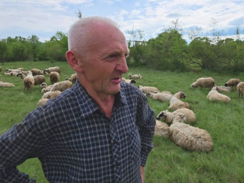 Plaća za čobana u Hercegovini najmanje 2.500 KM, ali postoji jedan veliki problem