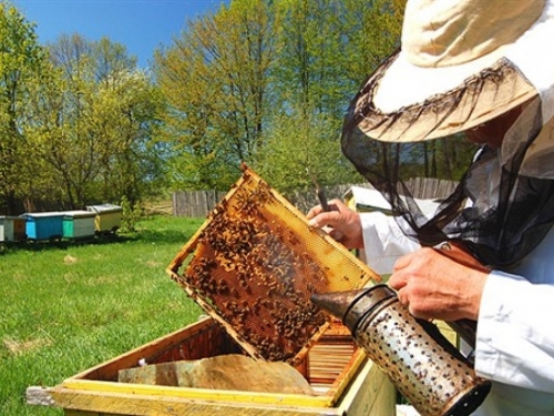 U BiH se počeo razvijati pčelarski turizam