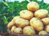 Uzgoj krumpira u manjim povrtnjacima
