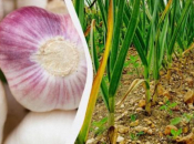 Češnjak jako voli ova gnojiva: čime posipati gredice za velike glavice