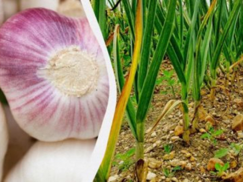 Češnjak jako voli ova gnojiva: čime posipati gredice za velike glavice