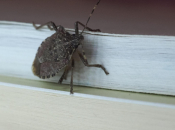 Smrdljivi martini nemaju šanse protiv ovog prirodnog spreja