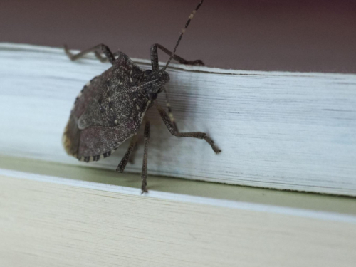 Smrdljivi martini nemaju šanse protiv ovog prirodnog spreja