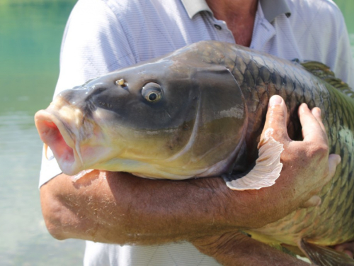 FOTO/VIDEO: U Ramskom jezeru uhvaćen šaran kapitalac od 28,4 kg