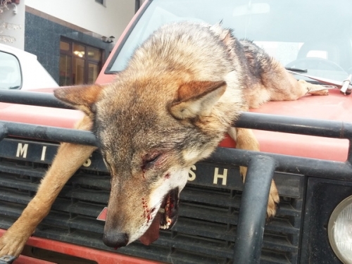 Lovci ubili vuka