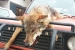 Lovci ubili vuka