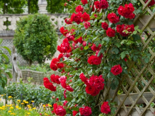 Vrijeme je za sadnju i orezivanje ruža - ovo su važni potezi!
