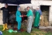 Duvanjski veterinari carskim rezom otelili kravu s dvoglavim teletom