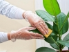 Četiri sjajna trika uz čiju pomoć ćete se riješiti prašine na sobnim biljkama