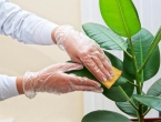 Četiri sjajna trika uz čiju pomoć ćete se riješiti prašine na sobnim biljkama