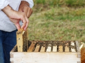 Znanstvenici iz Hrvatske i BiH treniraju pčele da otkriju gdje su zaostale mine