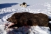 Lovci na Maglicama ustrijelili divlju svinju