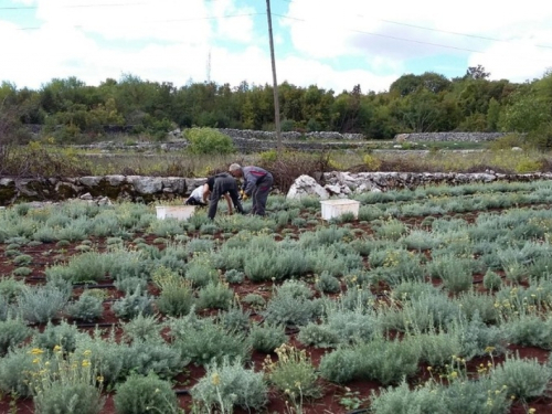 Posadili 7000 sadnica smilja i u 4 i pol mjeseca ubrali 1200 kg