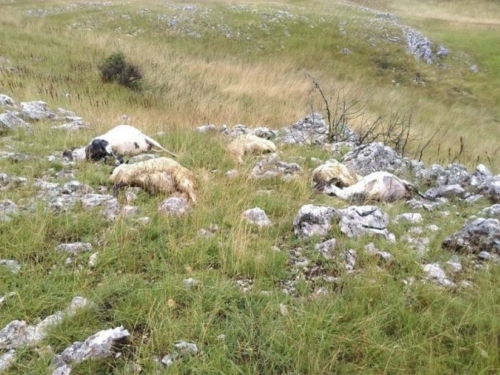 U grmljavinskome nevremenu stradale ovce i janjci na Farmi Smiljanić