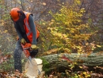 Kaos u šumarstvu HNŽ-a: Drvo sijeku 4 poduzeća, peto tvrdi da to rade nelegalno
