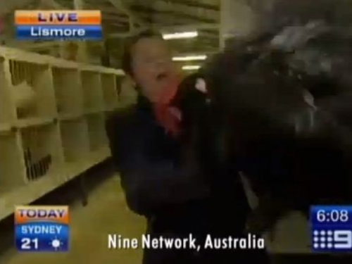 Novinara preplašio pijetao, iz kadra je nestao uz trk i vrisak