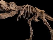 Farmer otkrio još jednu vrstu tiranosaura, stariju i od T-Rexa