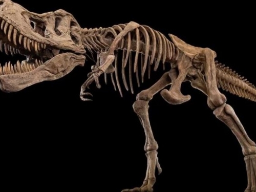 Farmer otkrio još jednu vrstu tiranosaura, stariju i od T-Rexa