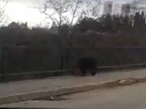 Divlja svinja uočena na cesti u Širokom Brijegu