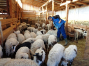 U četiri općine u HNŽ zabilježena bruceloza