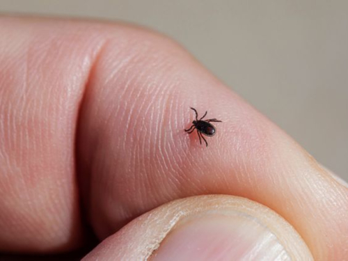 Sezona krpelja je počela – kako se zaštititi i što učiniti ako vas ugrizu?