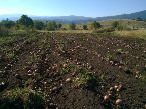 Ubiranje plodova svoga rada