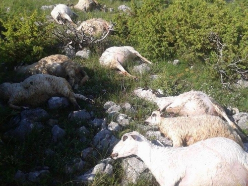 FOTO: Grom na Proslapu ubio 15 ovaca