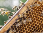 Nema meda ni za lijeka u BiH: Pčelari se pridružili akciji sadnje medonosnog drveća