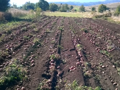 Ubiranje plodova svoga rada