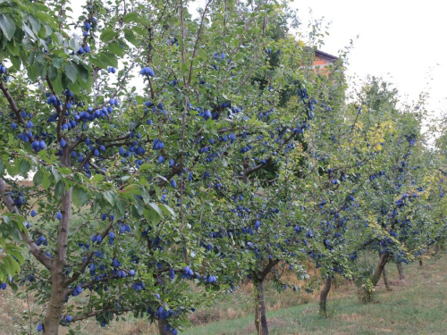 FOTO: Počela berba šljive u Rami