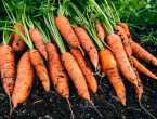 Ako želite da vam mrkva buja, morat ćete je posijati na ovoj vrsti tla