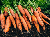 Ako želite da vam mrkva buja, morat ćete je posijati na ovoj vrsti tla