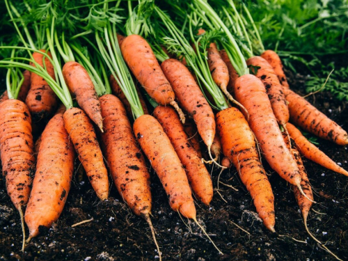 Ako želite da vam mrkva buja, morat ćete je posijati na ovoj vrsti tla