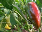 Prihranjivanje paprike je od izuzetnog značaja – Evo kako se obavlja