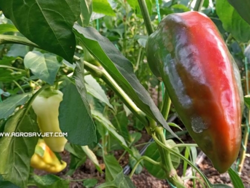 Prihranjivanje paprike je od izuzetnog značaja – Evo kako se obavlja