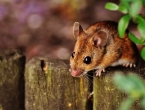 BiH: Epidemija mišje groznice