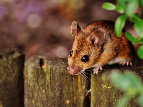 BiH: Epidemija mišje groznice